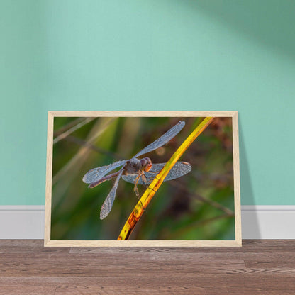 Blutrote Heidelibelle im frühen Morgenlicht - Printree.ch Auge, Blume, erstaunliche natur, Farbe, farbig, Fauna, Fliege, Frühling, grün, im Freien, Insekt, Käfer, Macro, Makro, Nahaufnahme, Natur, Naturschönheit, natürlich, Pflanze, schön, Sommer, Tierwelt, Tilmann Schnyder, Umwelt, wild, Wildtiere