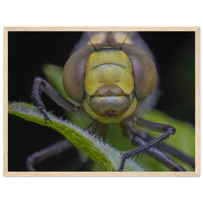 Grosse Königslibelle - Printree.ch Auge, Blume, erstaunliche natur, Farbe, farbig, Fauna, Fliege, Frühling, grün, im Freien, Insekt, Käfer, Macro, Makro, Nahaufnahme, Natur, Naturschönheit, natürlich, Pflanze, schön, Sommer, Tierwelt, Tilmann Schnyder, Umwelt, wild, Wildtiere