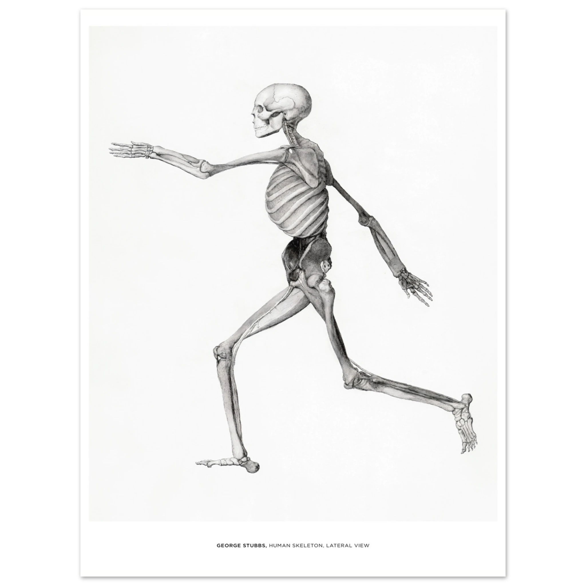 "Human Skeleton, Lateral View" von George Stubbs, Hochwertiger Kunstdruck,  21x29.7 cm / 8x12"-A3 (29.7 x 42  cm)-45x60 cm / 18x24″-50x70 cm / 20x28″-60x80 cm / 24x32″-70x100 cm / 28x40″,  Printree.ch