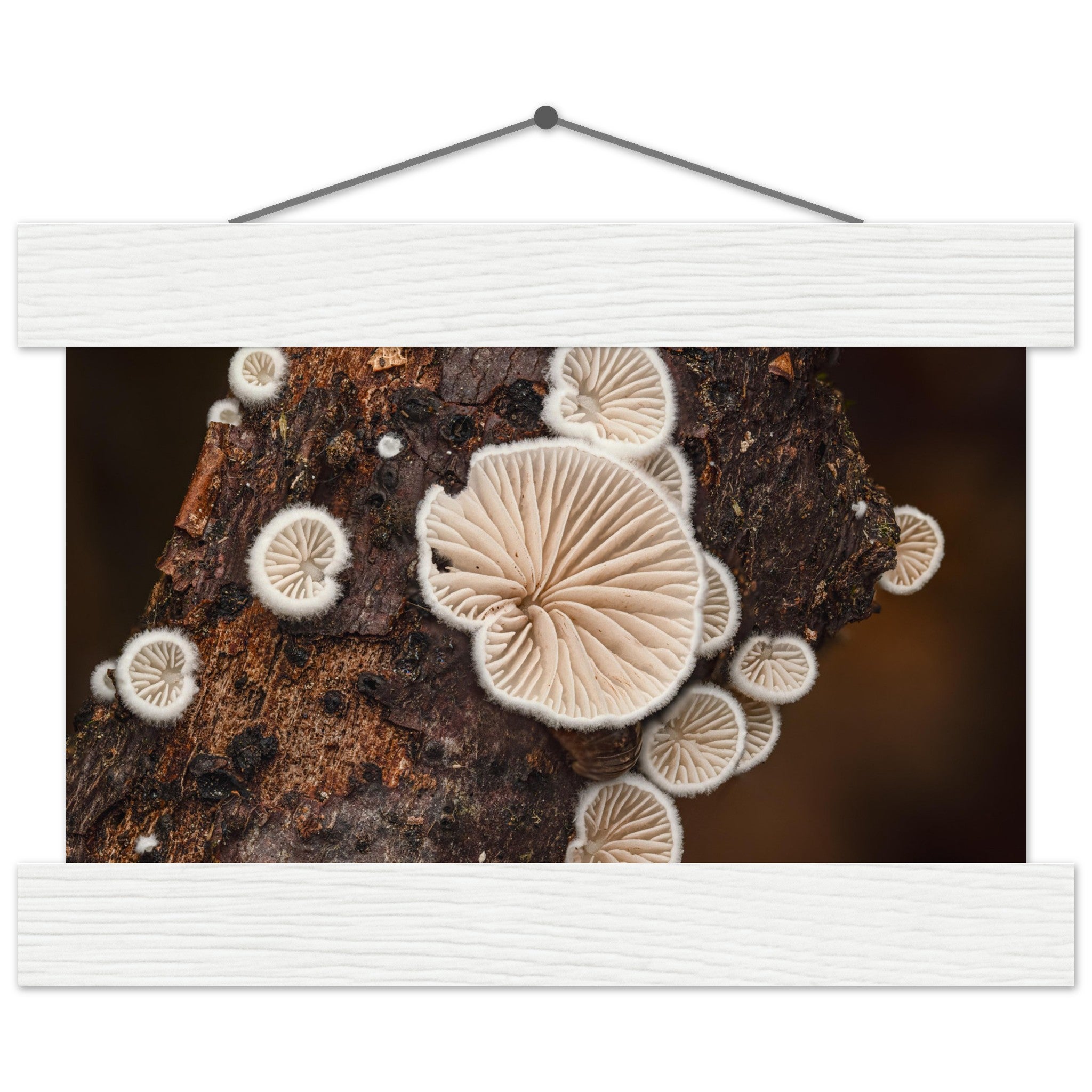 Microcosm in balance: mushroom formation on the tree trunk