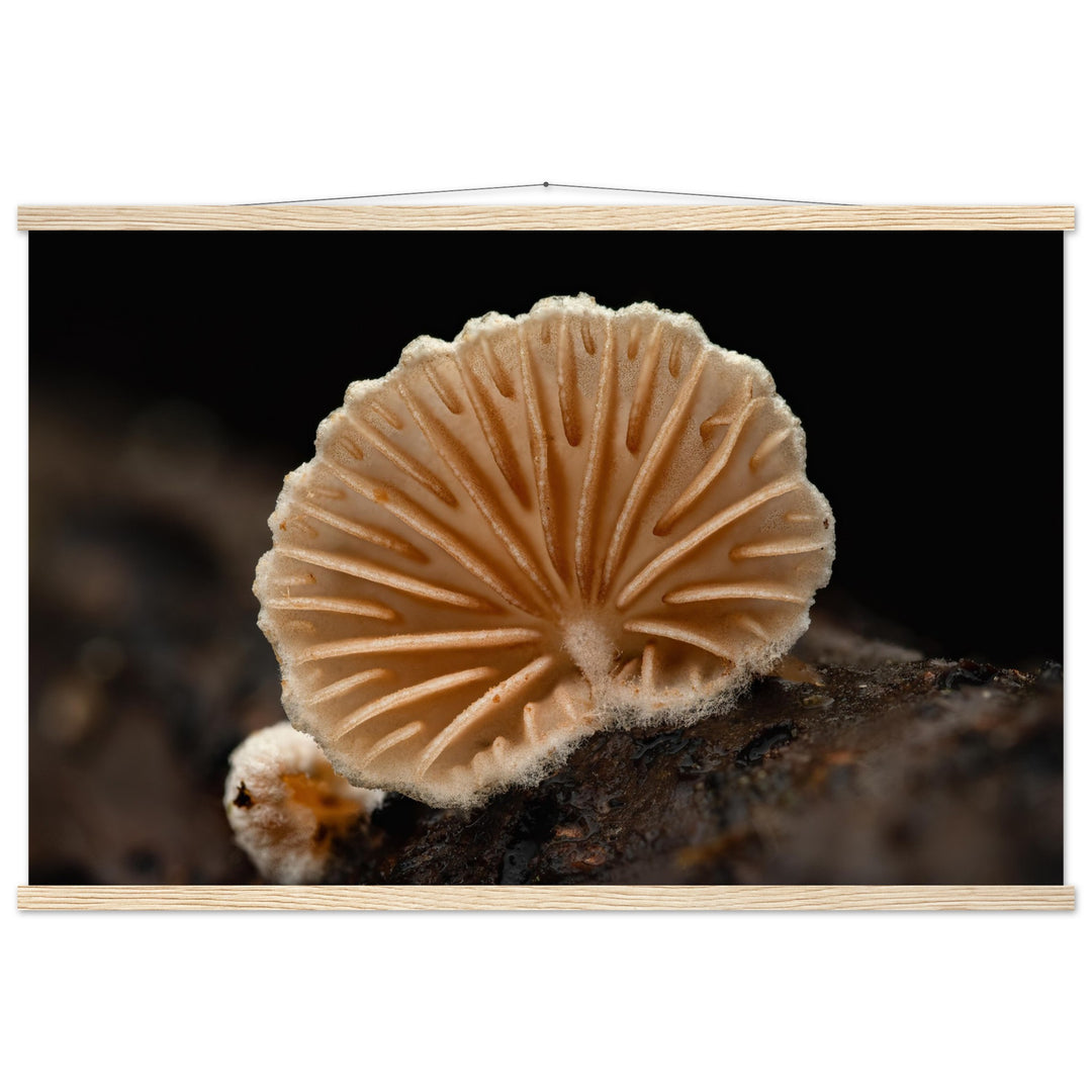 Geometry of nature: mushroom with radiating lamellae