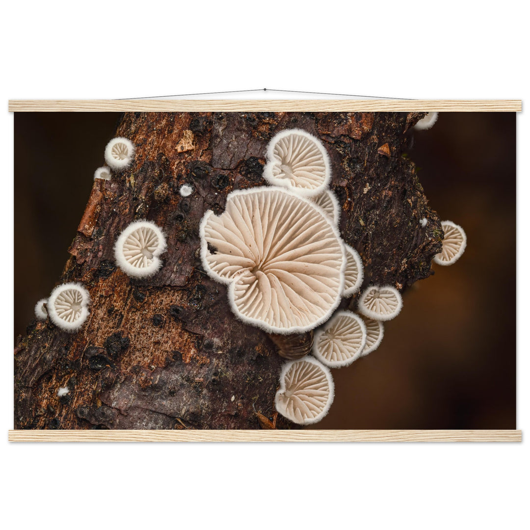 Microcosm in balance: mushroom formation on the tree trunk
