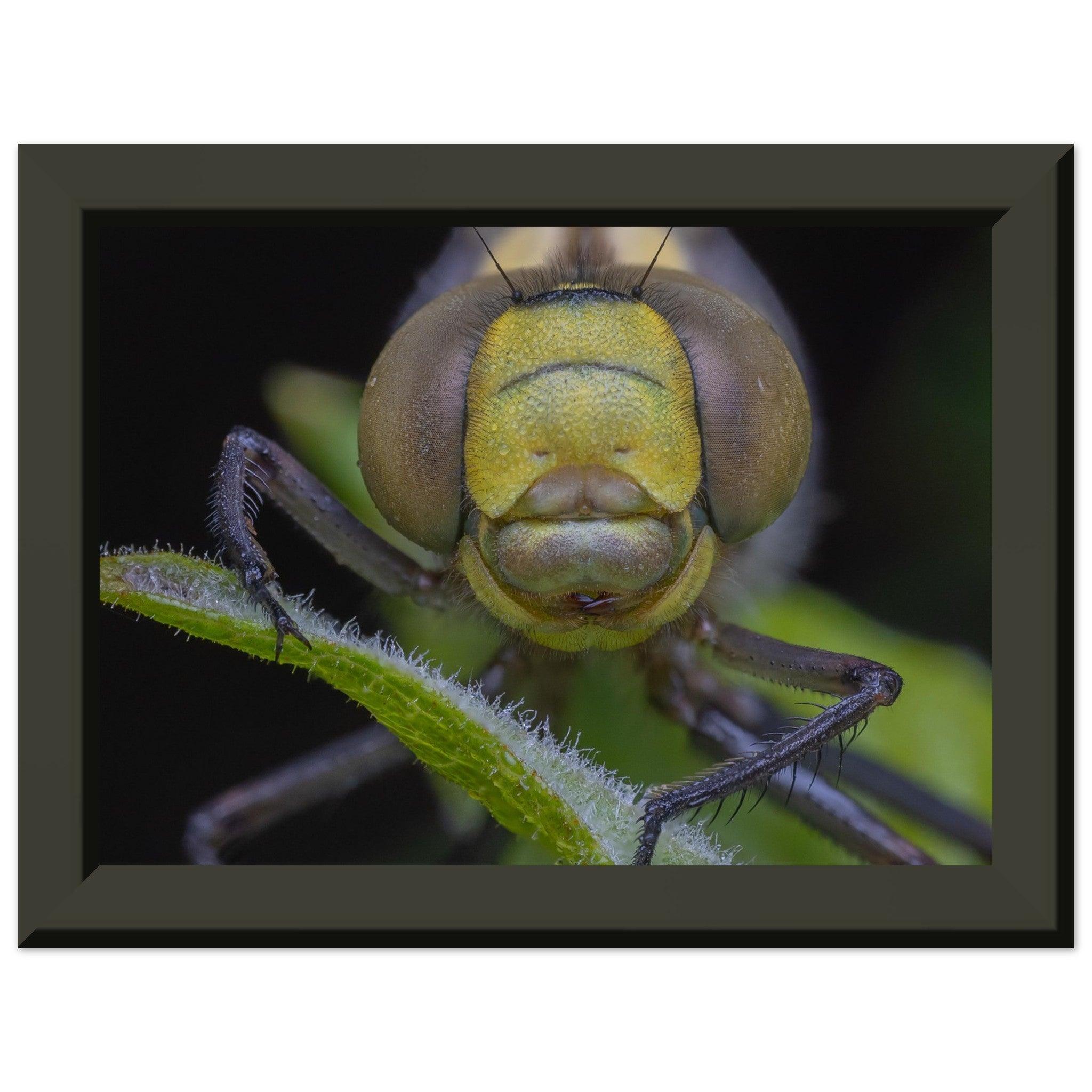 Grosse Königslibelle - Printree.ch Auge, Blume, erstaunliche natur, Farbe, farbig, Fauna, Fliege, Frühling, grün, im Freien, Insekt, Käfer, Macro, Makro, Nahaufnahme, Natur, Naturschönheit, natürlich, Pflanze, schön, Sommer, Tierwelt, Tilmann Schnyder, Umwelt, wild, Wildtiere