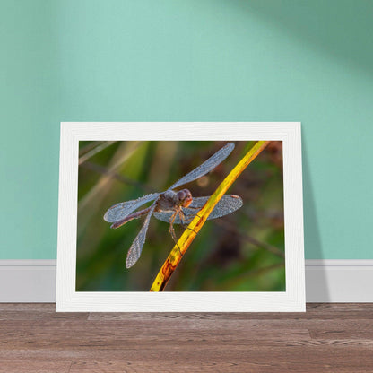 Blutrote Heidelibelle im frühen Morgenlicht - Printree.ch Auge, Blume, erstaunliche natur, Farbe, farbig, Fauna, Fliege, Frühling, grün, im Freien, Insekt, Käfer, Macro, Makro, Nahaufnahme, Natur, Naturschönheit, natürlich, Pflanze, schön, Sommer, Tierwelt, Tilmann Schnyder, Umwelt, wild, Wildtiere