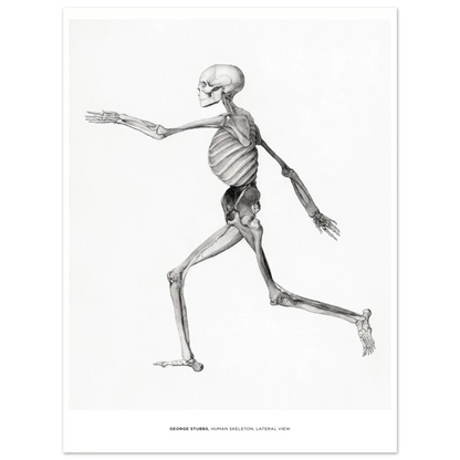 "Human Skeleton, Lateral View" von George Stubbs, Hochwertiger Kunstdruck,  21x29.7 cm / 8x12"-A3 (29.7 x 42  cm)-45x60 cm / 18x24″-50x70 cm / 20x28″-60x80 cm / 24x32″-70x100 cm / 28x40″,  Printree.ch