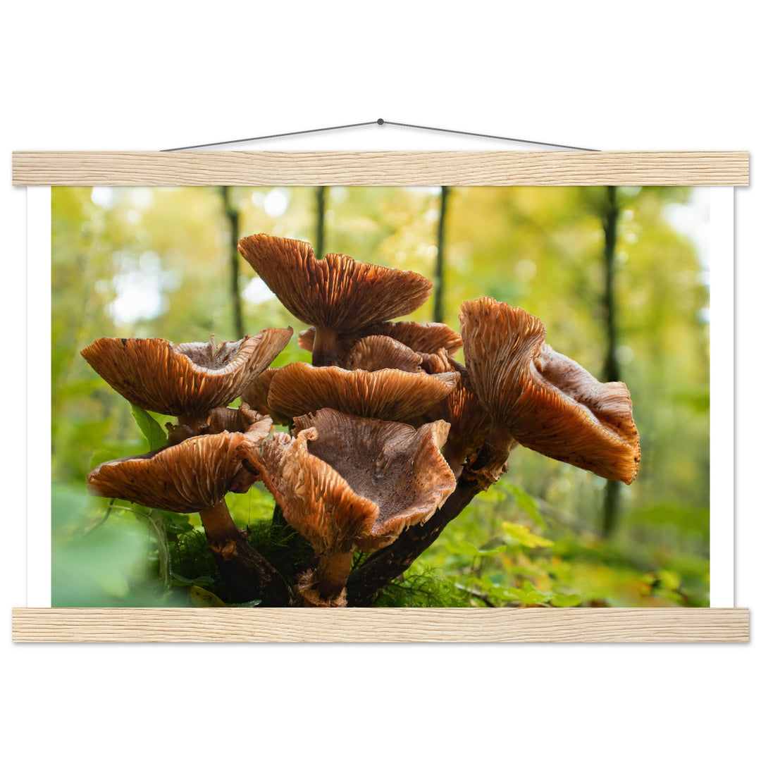 Autumnal splendor: mushroom clusters in daylight