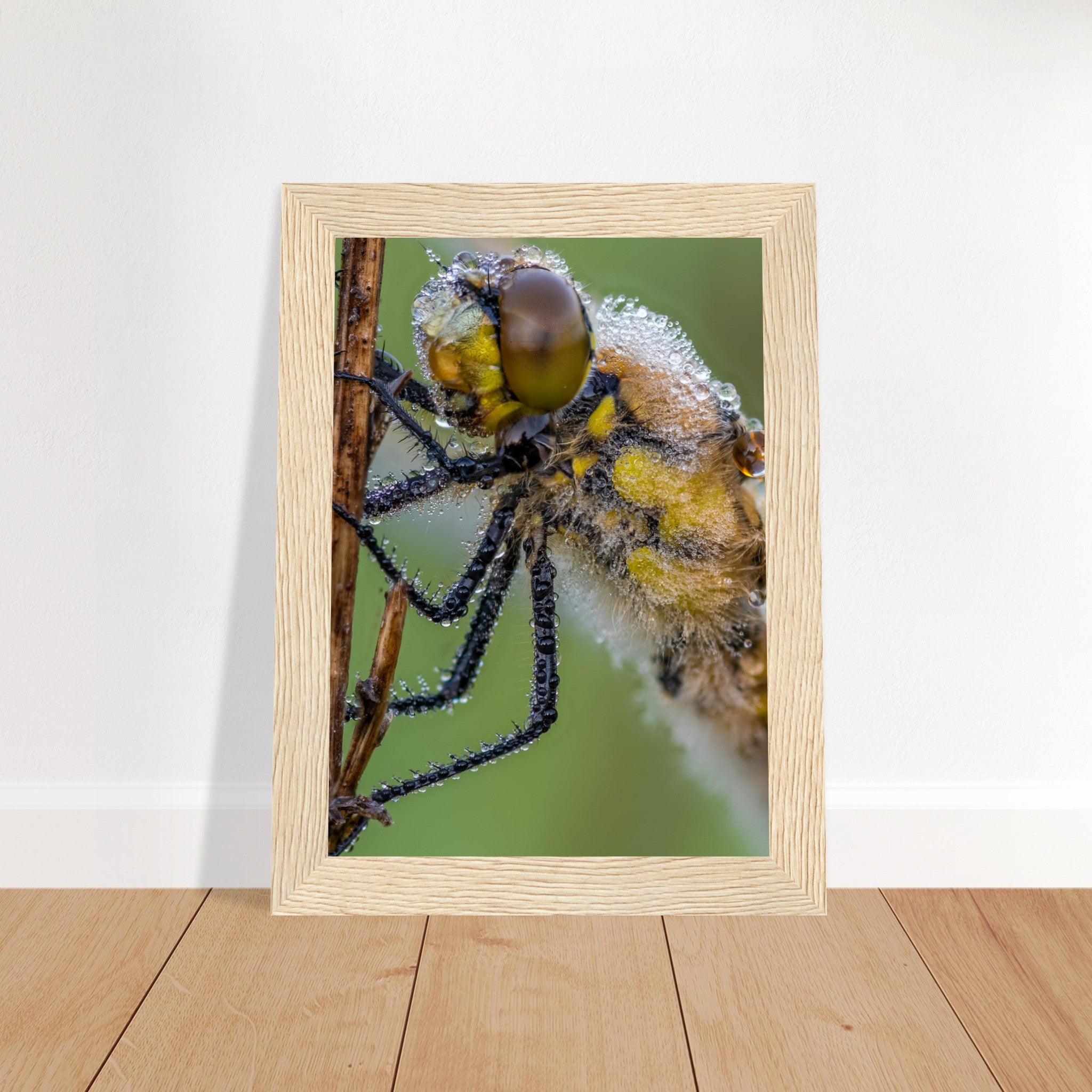 Dewy four-spotted dragonfly