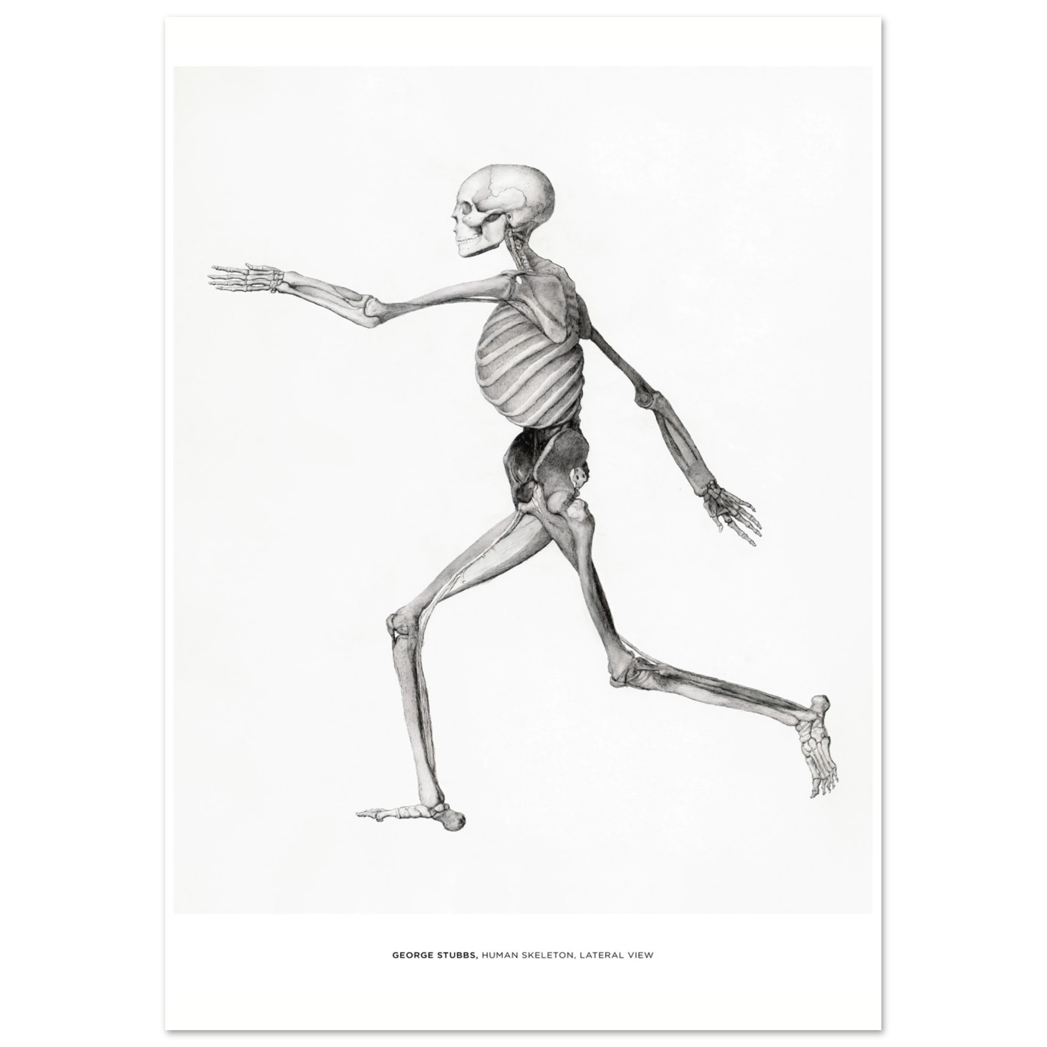 "Human Skeleton, Lateral View" von George Stubbs, Hochwertiger Kunstdruck,  21x29.7 cm / 8x12"-A3 (29.7 x 42  cm)-45x60 cm / 18x24″-50x70 cm / 20x28″-60x80 cm / 24x32″-70x100 cm / 28x40″,  Printree.ch