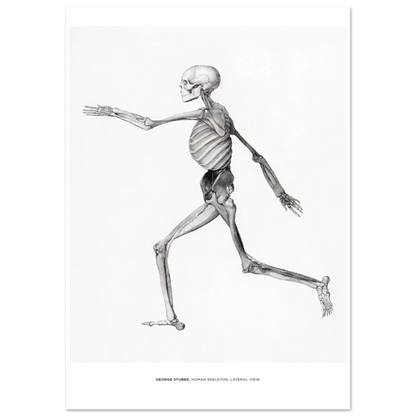 "Human Skeleton, Lateral View" von George Stubbs, Hochwertiger Kunstdruck,  21x29.7 cm / 8x12"-A3 (29.7 x 42  cm)-45x60 cm / 18x24″-50x70 cm / 20x28″-60x80 cm / 24x32″-70x100 cm / 28x40″,  Printree.ch