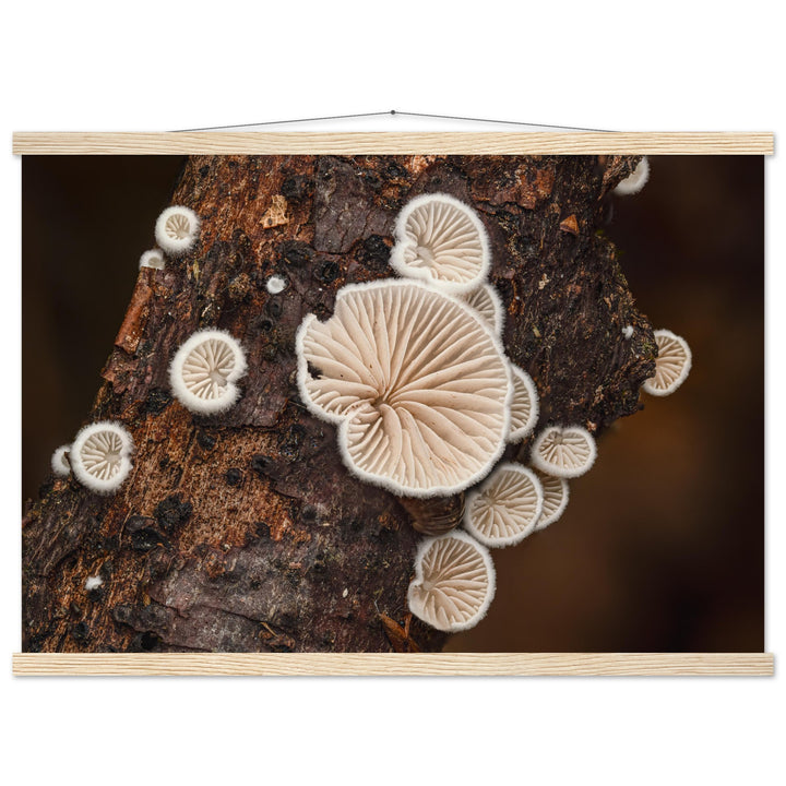 Microcosm in balance: mushroom formation on the tree trunk