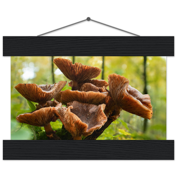 Herbstliche Pracht: Pilzcluster im Tageslicht