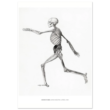 "Human Skeleton, Lateral View" von George Stubbs, Hochwertiger Kunstdruck,  21x29.7 cm / 8x12"-A3 (29.7 x 42  cm)-45x60 cm / 18x24″-50x70 cm / 20x28″-60x80 cm / 24x32″-70x100 cm / 28x40″,  Printree.ch