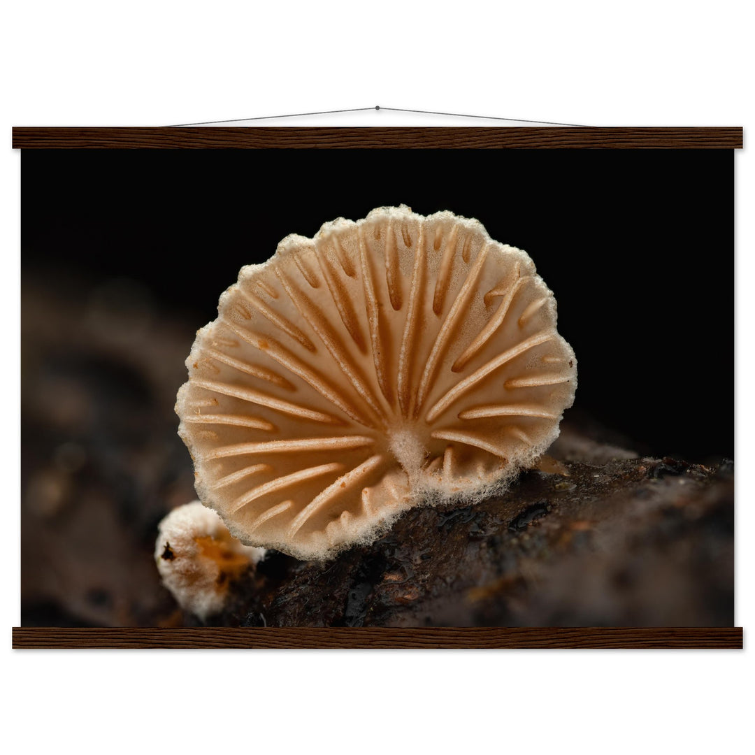 Geometry of nature: mushroom with radiating lamellae