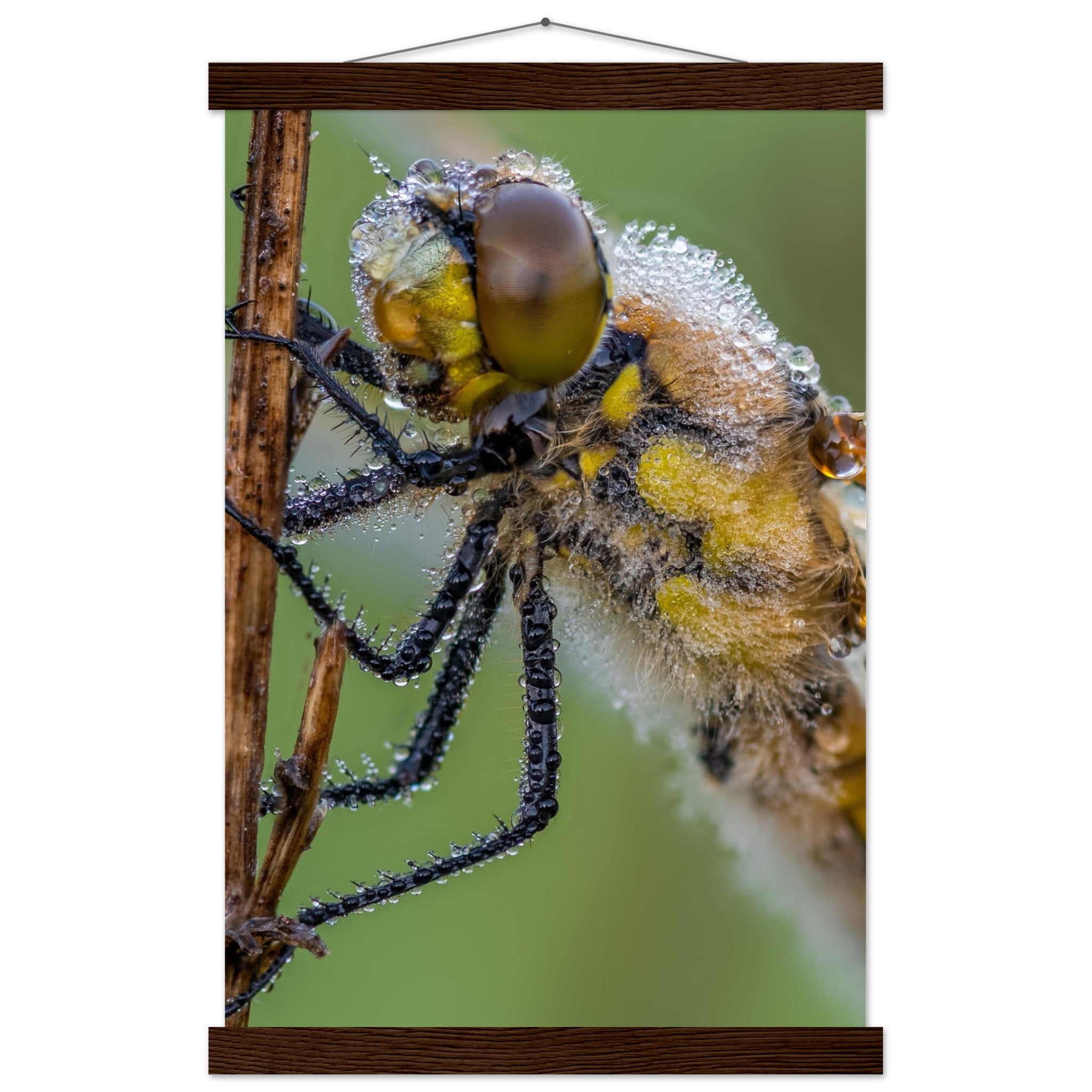 Dewy four-spotted dragonfly