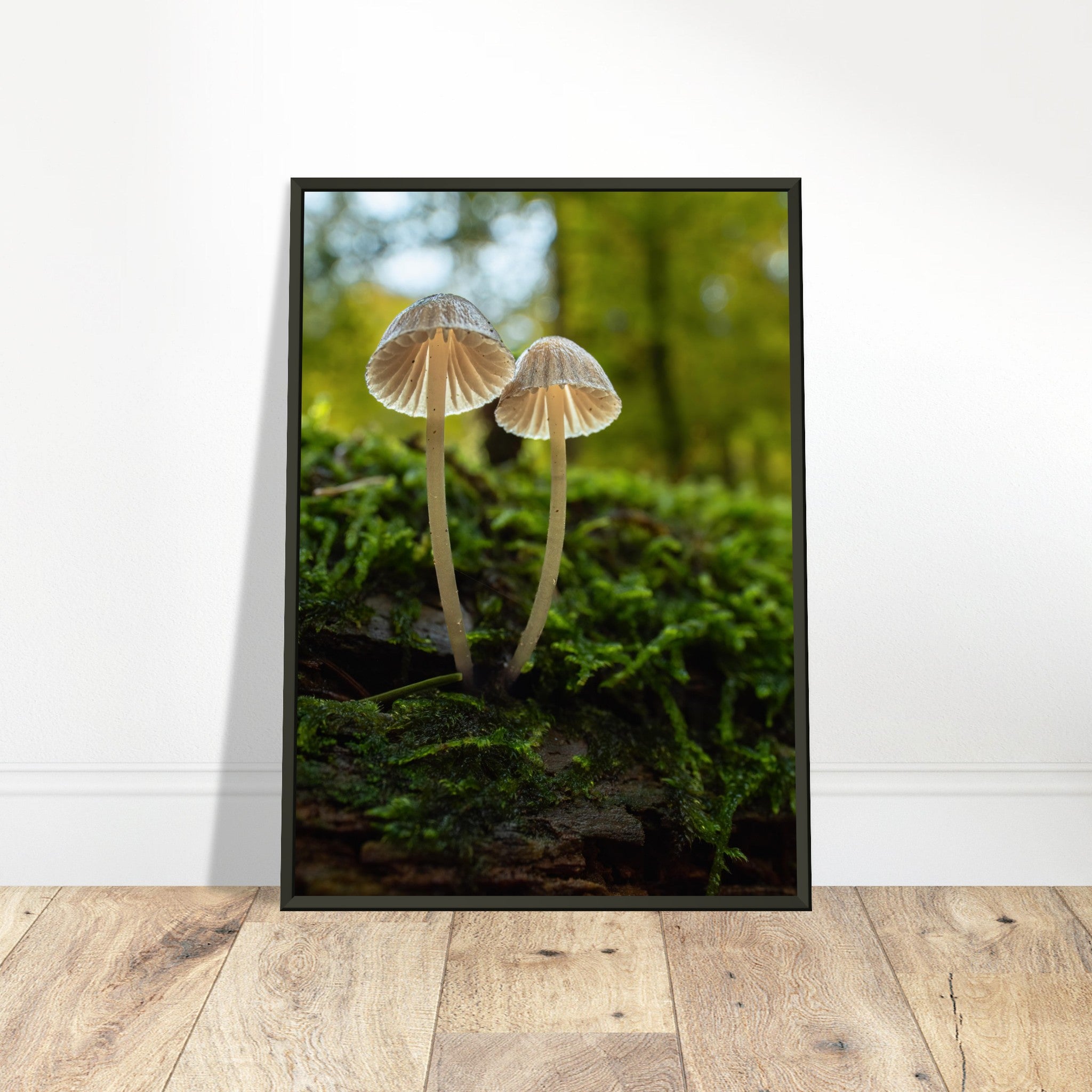 Siblings: Mushrooms on the forest floor