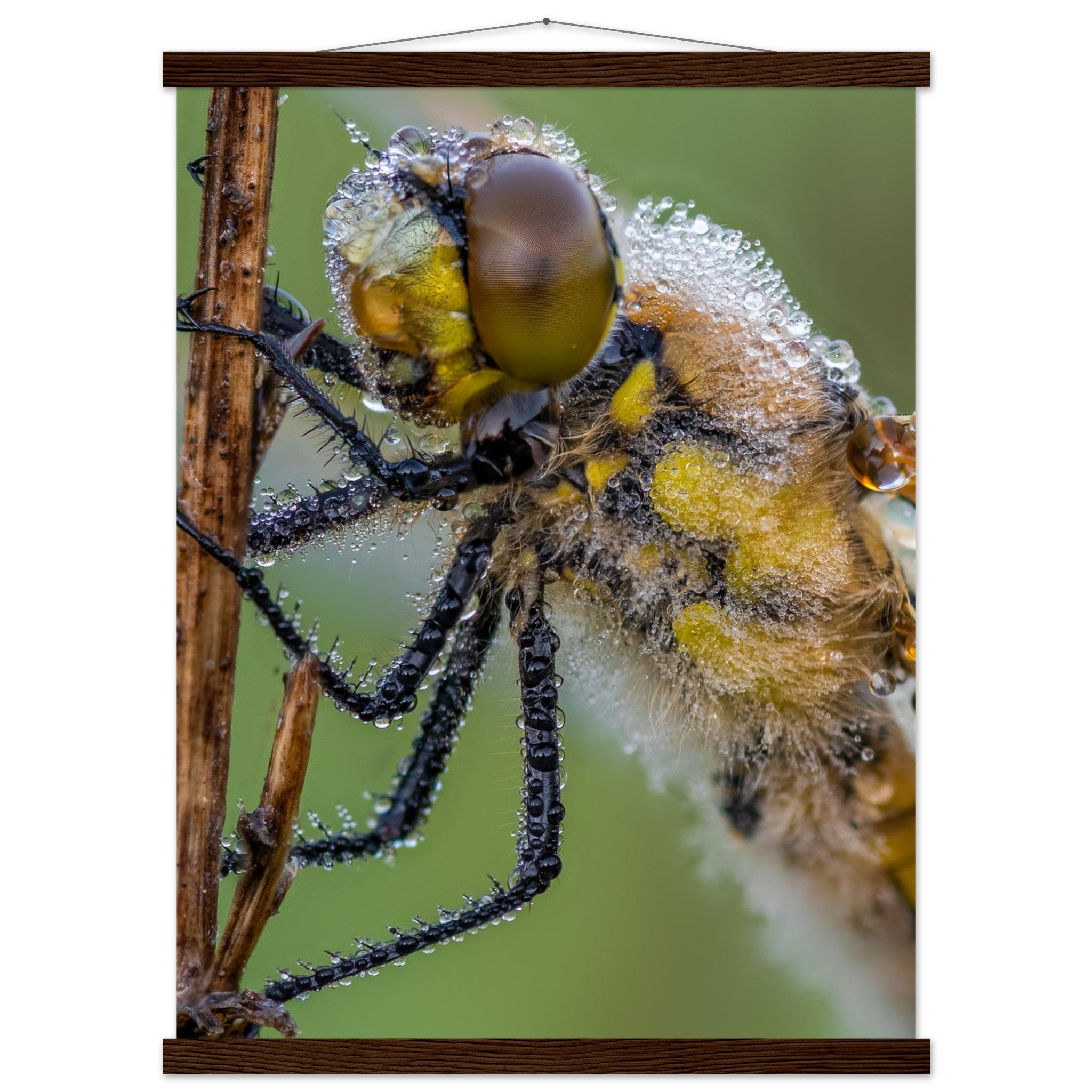 Dewy four-spotted dragonfly