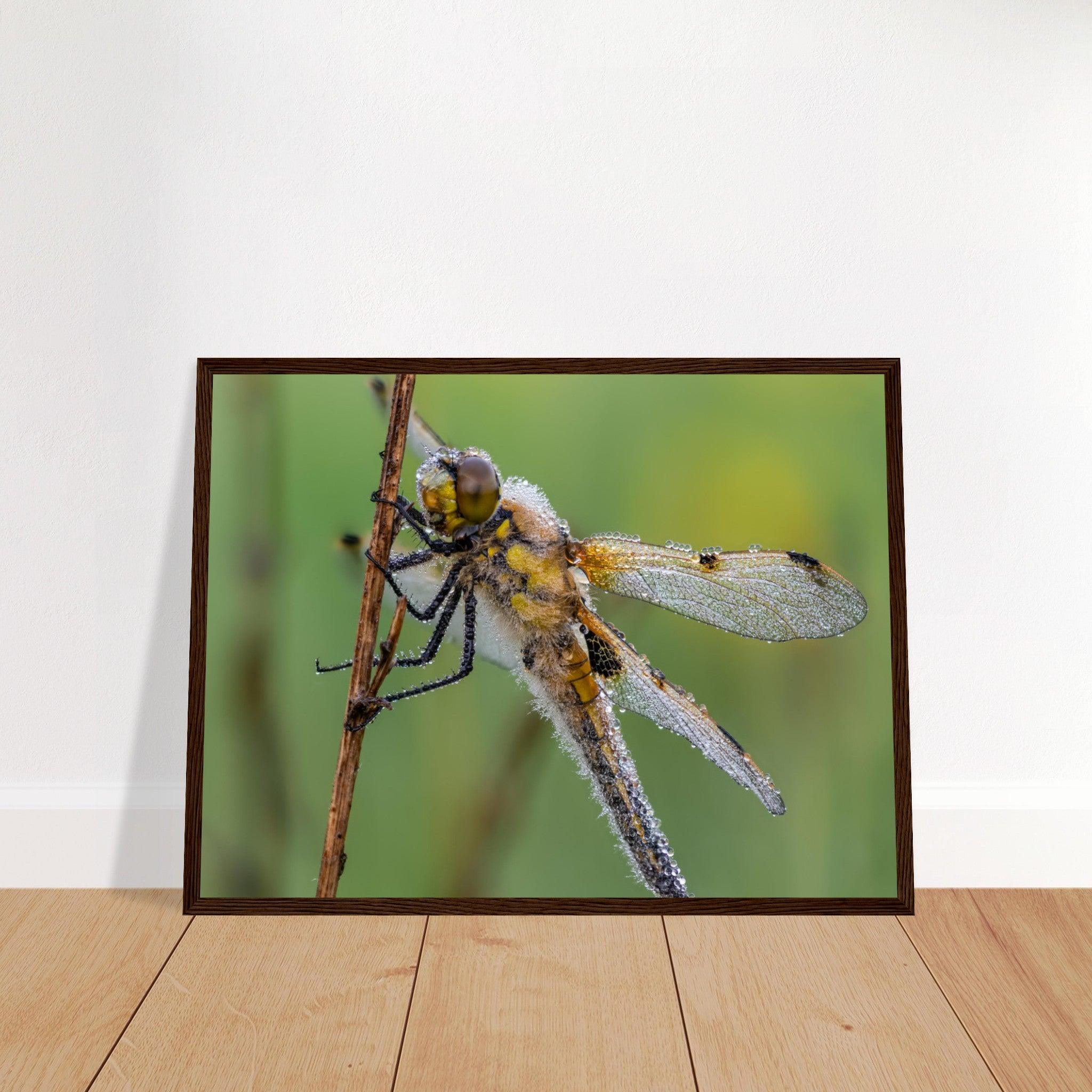 Vierfleck in den ersten Morgenstrahlen - Printree.ch Auge, Blume, erstaunliche natur, Farbe, farbig, Fauna, Fliege, Frühling, grün, im Freien, Insekt, Käfer, Macro, Makro, Nahaufnahme, Natur, Naturschönheit, natürlich, Pflanze, schön, Sommer, Tierwelt, Tilmann Schnyder, Umwelt, wild, Wildtiere