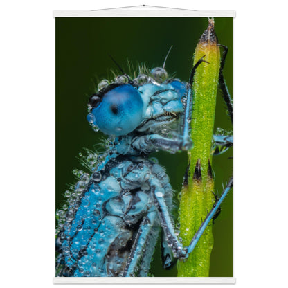 Hufeisen Azurjunger im Taukleid - Printree.ch Auge, Blume, Farbe, farbig, Fauna, Fliege, Frühling, grün, im Freien, Insekt, Käfer, Makro, Nahaufnahme, Natur, natürlich, Pflanze, schön, Sommer, Tierwelt, Tilmann Schnyder, Umwelt, wild