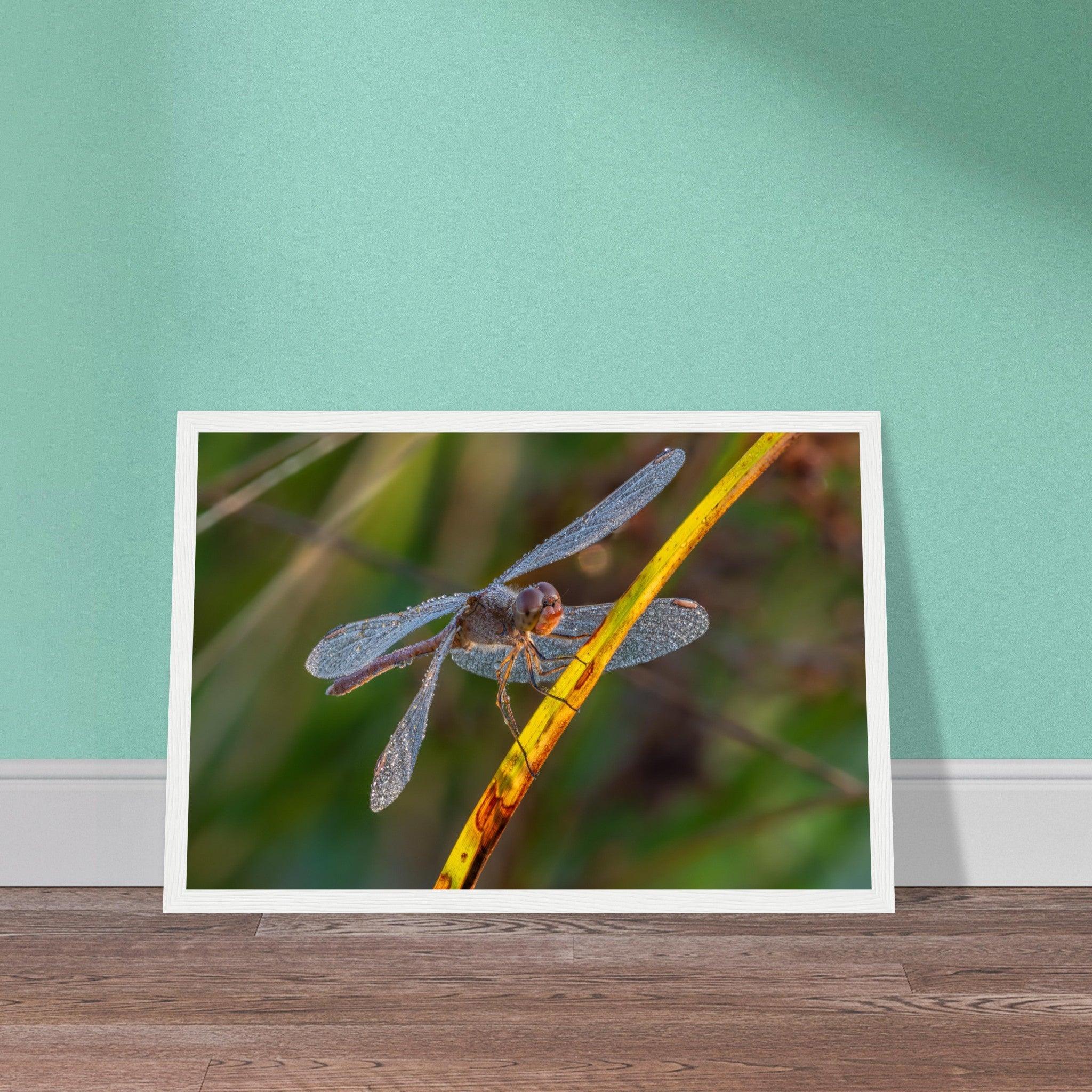 Blutrote Heidelibelle im frühen Morgenlicht - Printree.ch Auge, Blume, erstaunliche natur, Farbe, farbig, Fauna, Fliege, Frühling, grün, im Freien, Insekt, Käfer, Macro, Makro, Nahaufnahme, Natur, Naturschönheit, natürlich, Pflanze, schön, Sommer, Tierwelt, Tilmann Schnyder, Umwelt, wild, Wildtiere