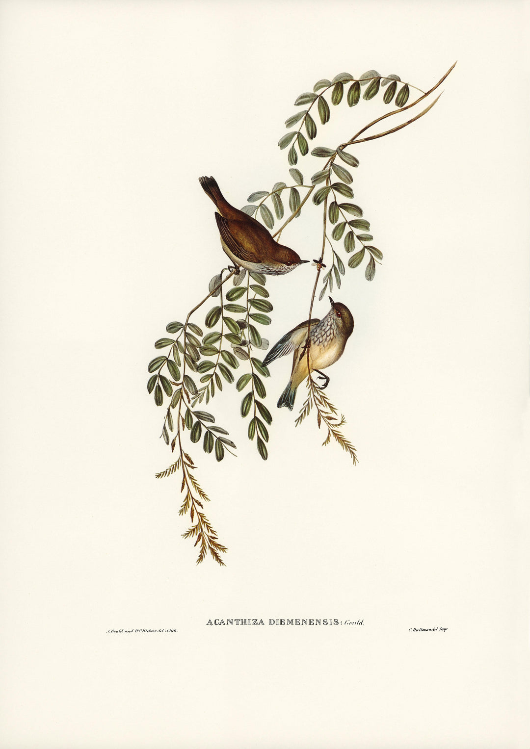 Acanthiza ist eine Gattung von Sperlingsvögeln - Printree.ch farbenfroh, handgezeichnet, john gould, minimalistisch, Ornithologie, Singvogel, vintage, Vogel