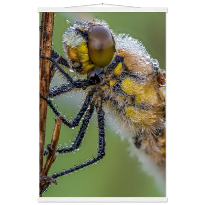 Dewy four-spotted dragonfly