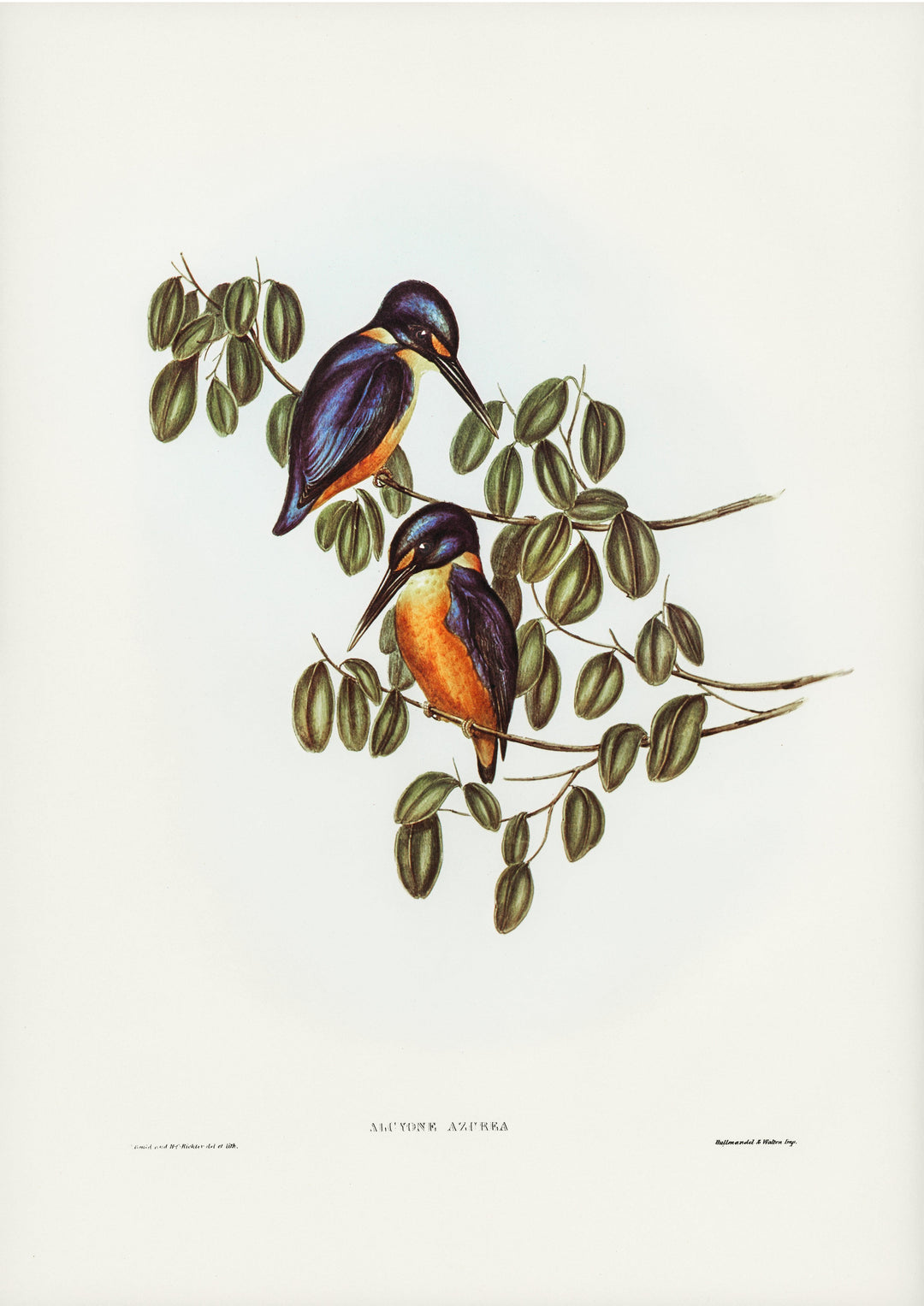 Alcyone Azerea - Printree.ch farbenfroh, handgezeichnet, john gould, Ornithologie, Poster, Singvogel, vintage, Vogel
