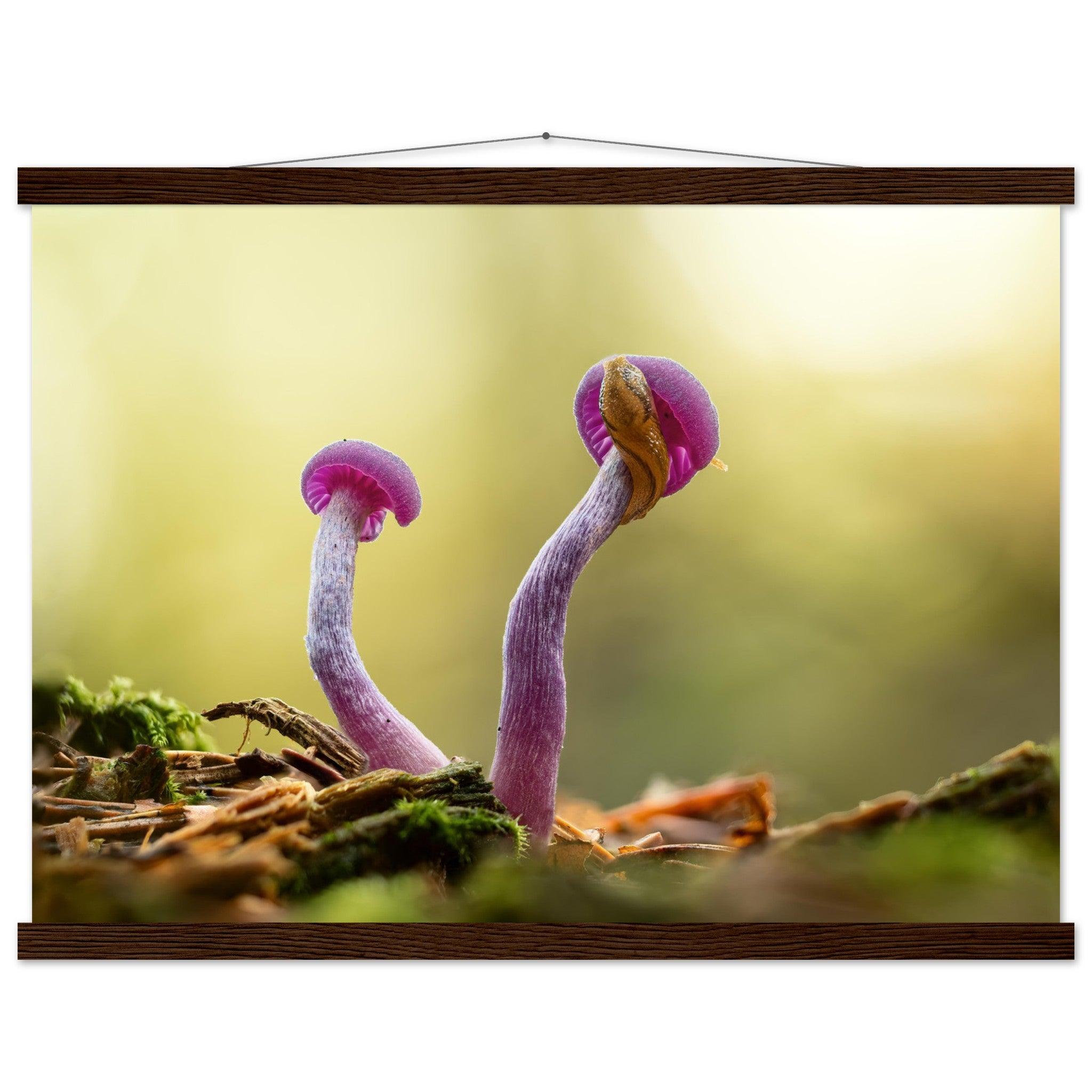 Amethystfarbene Pilze und ein Besucher - Printree.ch Foto, Fotografie, Makro, Makrofotografie, Martin_Reichenbach, Natur, pilz, wald, Waldgebiet