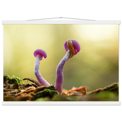 Amethystfarbene Pilze und ein Besucher - Printree.ch Foto, Fotografie, Makro, Makrofotografie, Martin_Reichenbach, Natur, pilz, wald, Waldgebiet