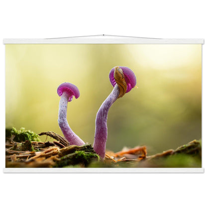 Amethystfarbene Pilze und ein Besucher - Printree.ch Foto, Fotografie, Makro, Makrofotografie, Martin_Reichenbach, Natur, pilz, wald, Waldgebiet