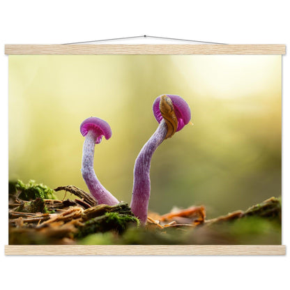 Amethystfarbene Pilze und ein Besucher - Printree.ch Foto, Fotografie, Makro, Makrofotografie, Martin_Reichenbach, Natur, pilz, wald, Waldgebiet