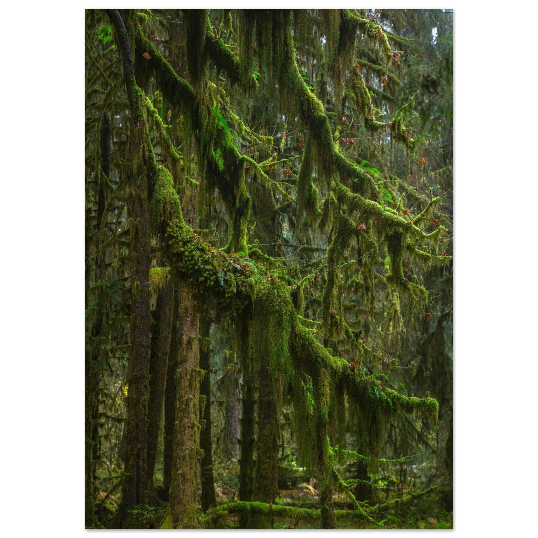 Baum Hall of Mosses - Printree.ch Natur, Unsplash