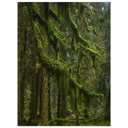 Baum Hall of Mosses - Printree.ch Natur, Unsplash