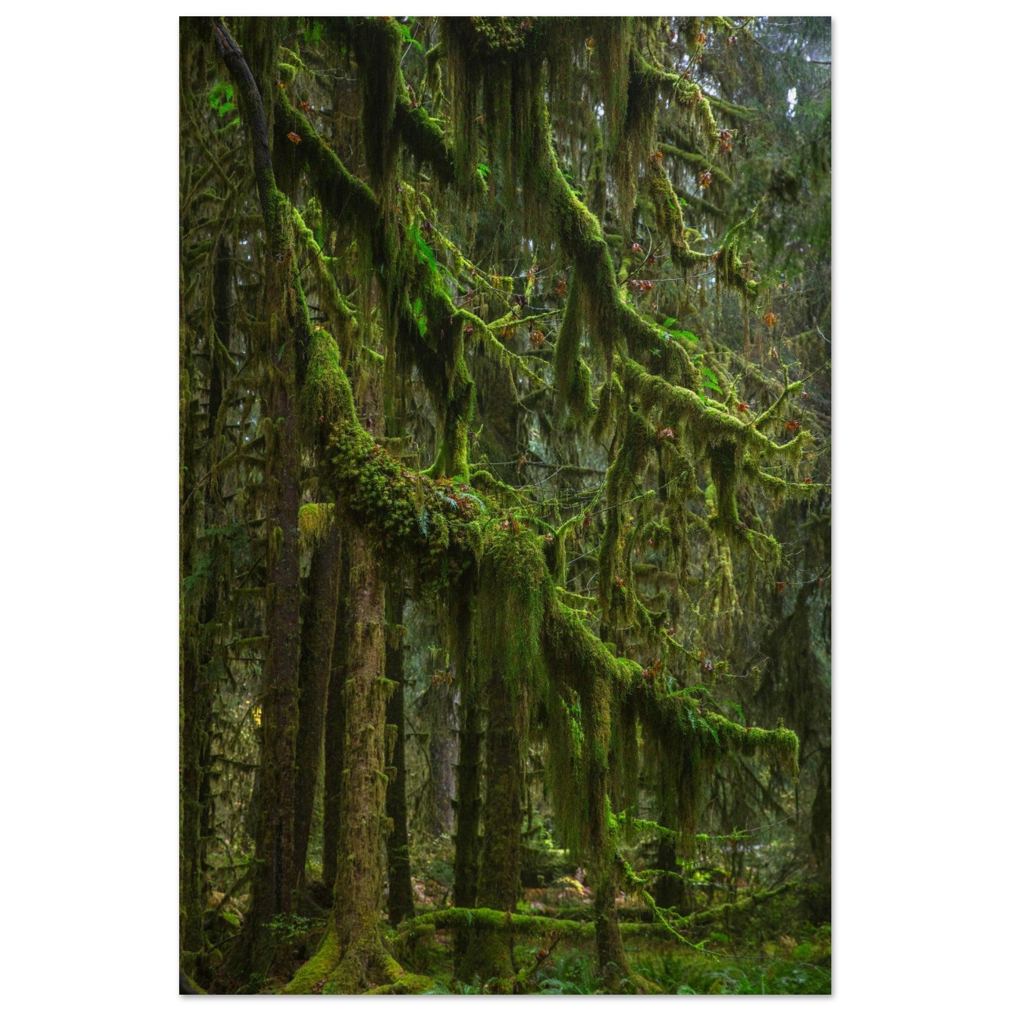 Baum Hall of Mosses - Printree.ch Natur, Unsplash