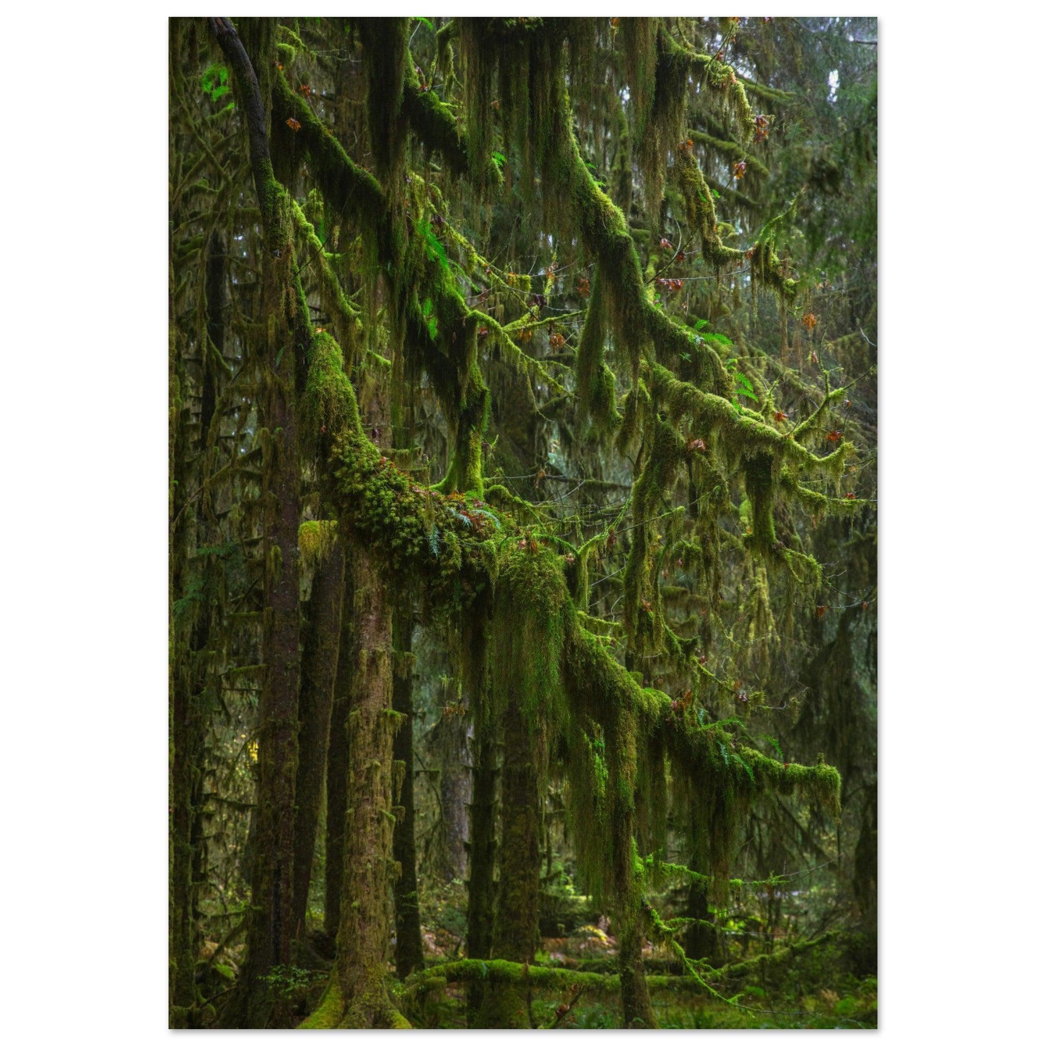 Baum Hall of Mosses - Printree.ch Natur, Unsplash