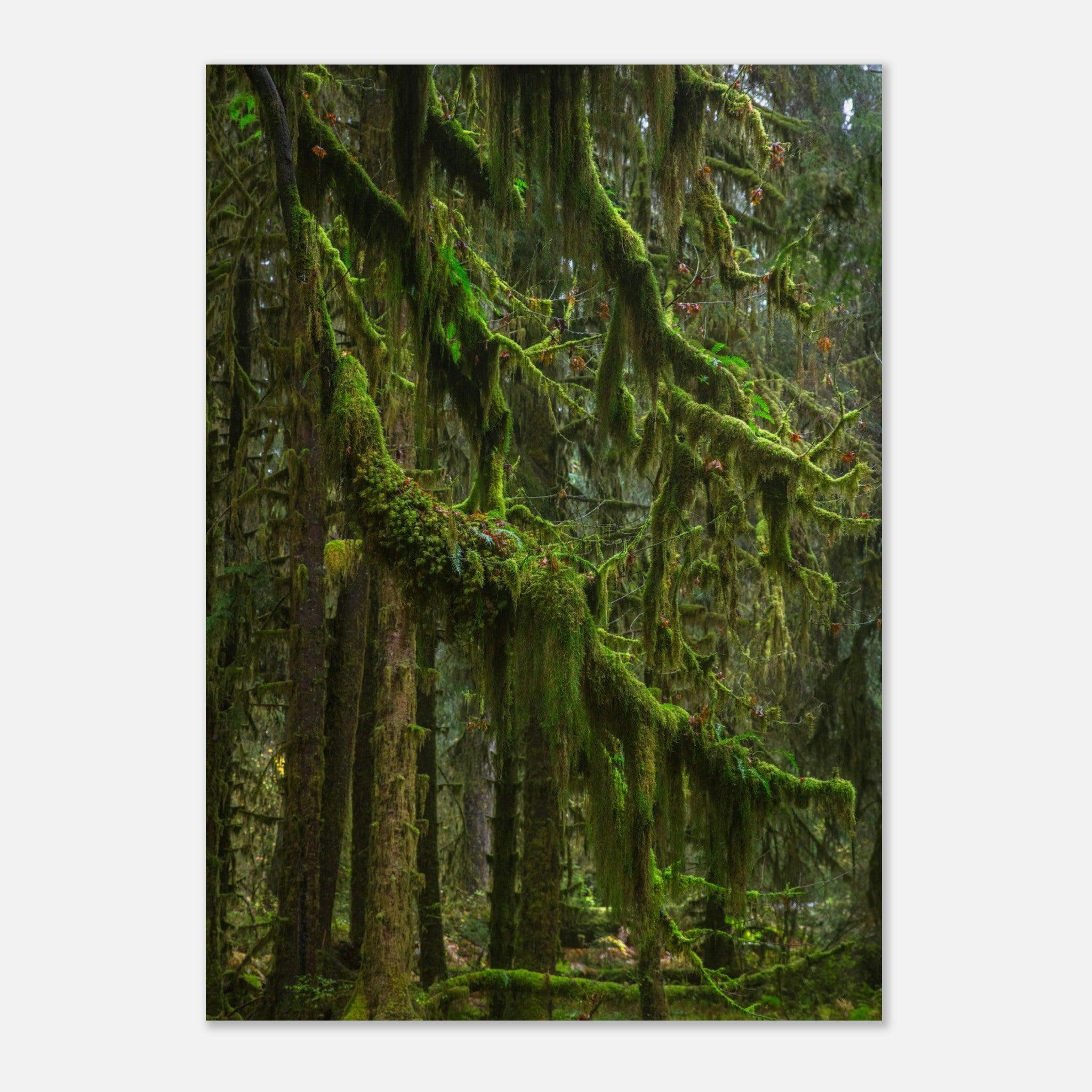 Baum Hall of Mosses - Printree.ch Natur, Unsplash