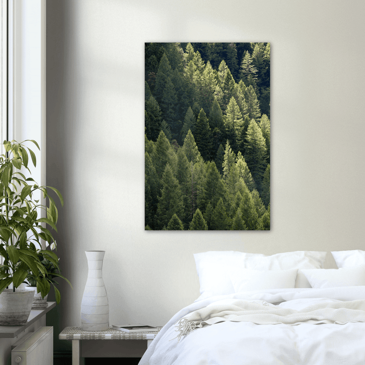 Bäume im Wald im Frühling - Printree.ch Baum, Foto, Poster, wandern