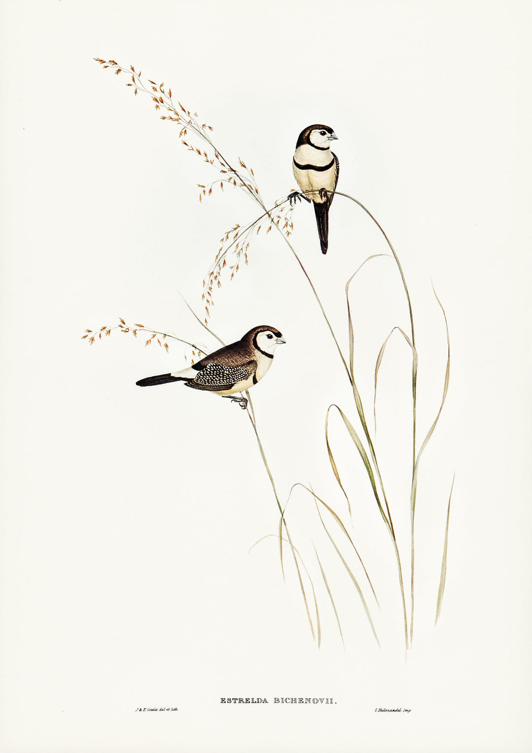 Bichenos Fink (Estrelda Bichenovii), illustriert von Elizabeth Gould - Printree.ch farbenfroh, handgezeichnet, john gould, Ornithologie, Poster, Singvogel, vintage, Vogel