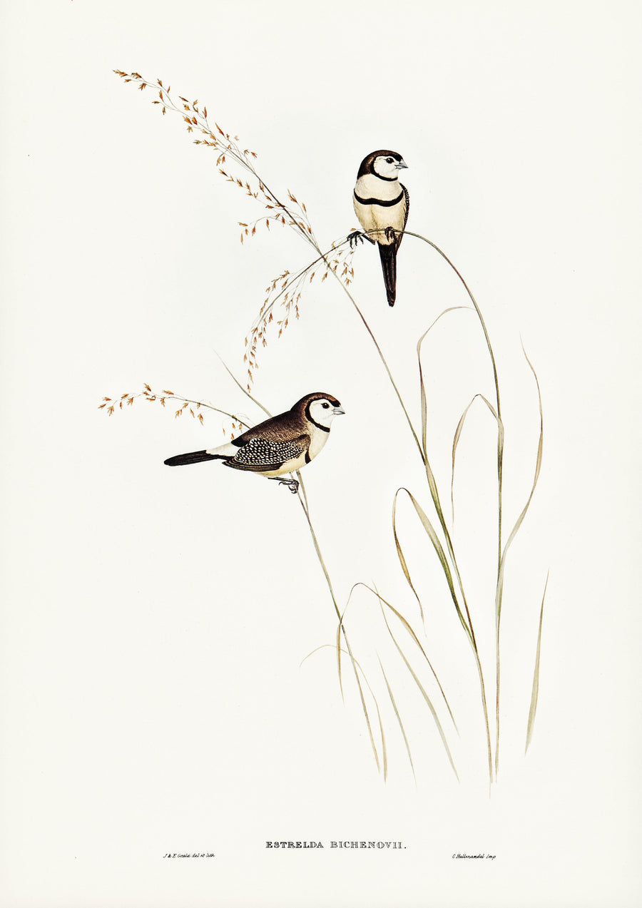 Bichenos Fink (Estrelda Bichenovii), illustriert von Elizabeth Gould - Printree.ch farbenfroh, handgezeichnet, john gould, Ornithologie, Poster, Singvogel, vintage, Vogel