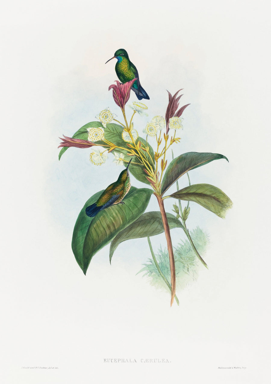 Blauer Kolibri.jpg - Printree.ch farbenfroh, handgezeichnet, john gould, Ornithologie, Poster, Singvogel, vintage, Vogel