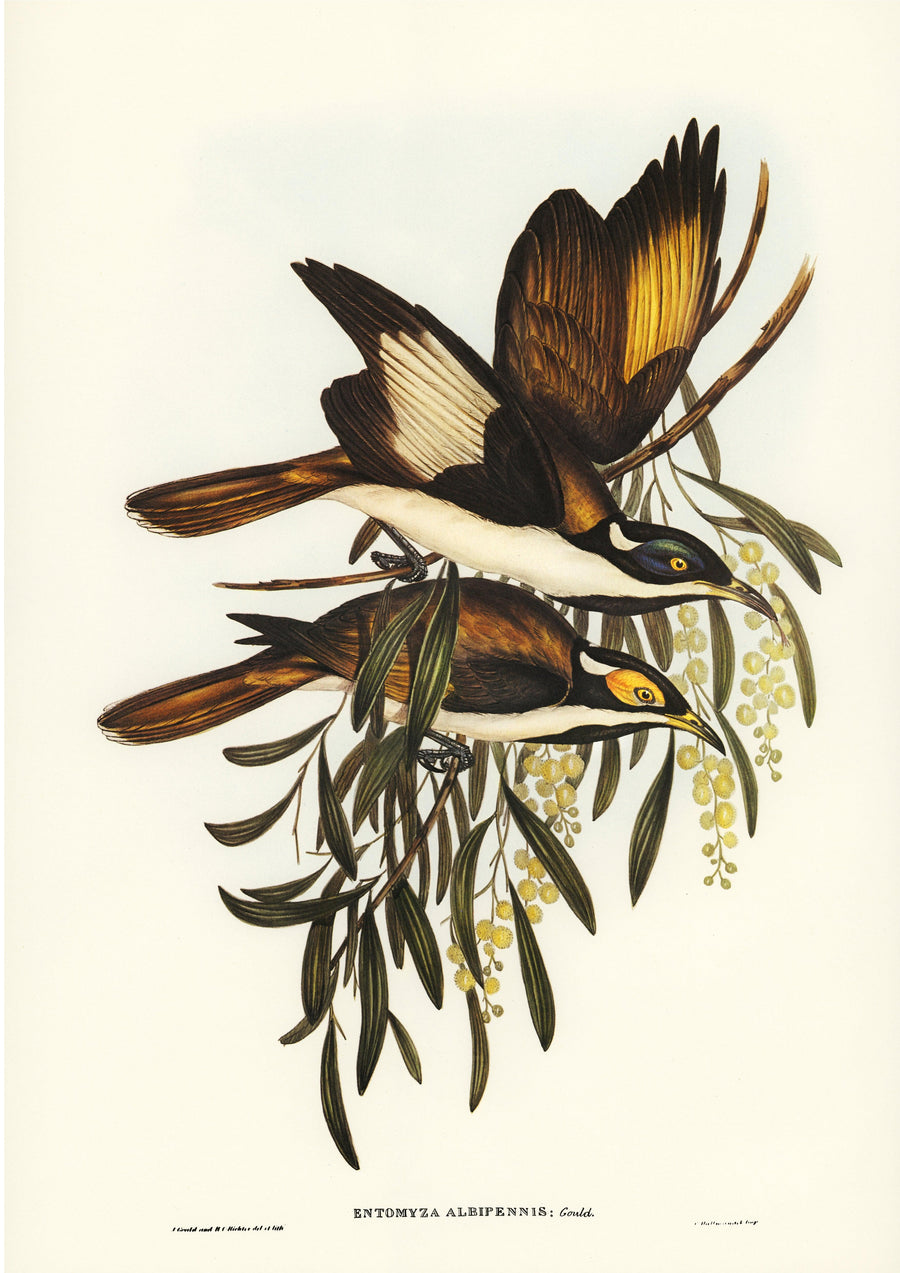 Blauwangen-Honigfresser (Entomyzon cyanotis) - Printree.ch farbenfroh, handgezeichnet, john gould, Ornithologie, Poster, Singvogel, vintage, Vogel