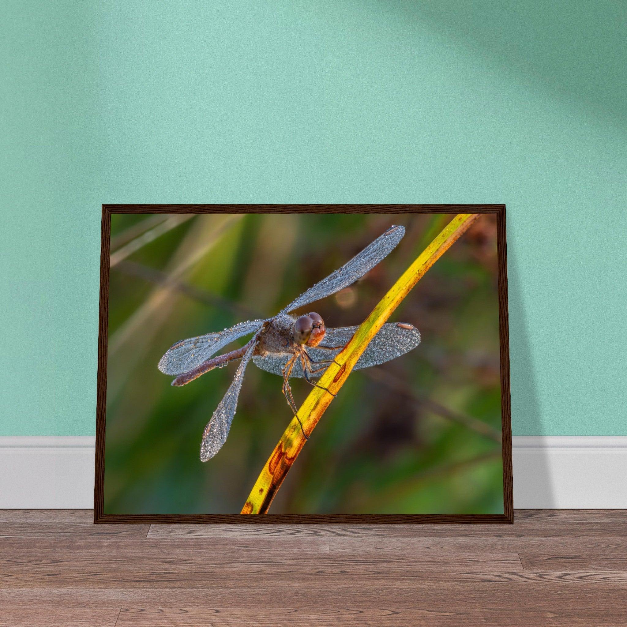 Blutrote Heidelibelle im frühen Morgenlicht - Printree.ch Auge, Blume, erstaunliche natur, Farbe, farbig, Fauna, Fliege, Frühling, grün, im Freien, Insekt, Käfer, Macro, Makro, Nahaufnahme, Natur, Naturschönheit, natürlich, Pflanze, schön, Sommer, Tierwelt, Tilmann Schnyder, Umwelt, wild, Wildtiere