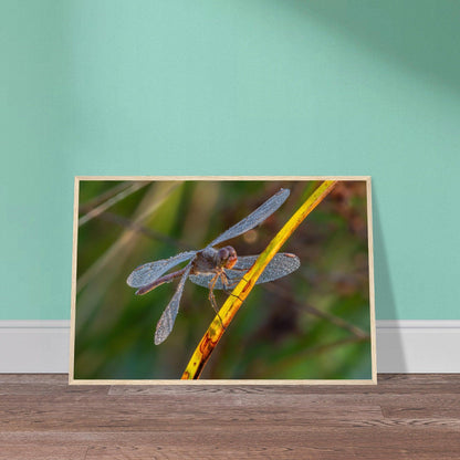 Blutrote Heidelibelle im frühen Morgenlicht - Printree.ch Auge, Blume, erstaunliche natur, Farbe, farbig, Fauna, Fliege, Frühling, grün, im Freien, Insekt, Käfer, Macro, Makro, Nahaufnahme, Natur, Naturschönheit, natürlich, Pflanze, schön, Sommer, Tierwelt, Tilmann Schnyder, Umwelt, wild, Wildtiere