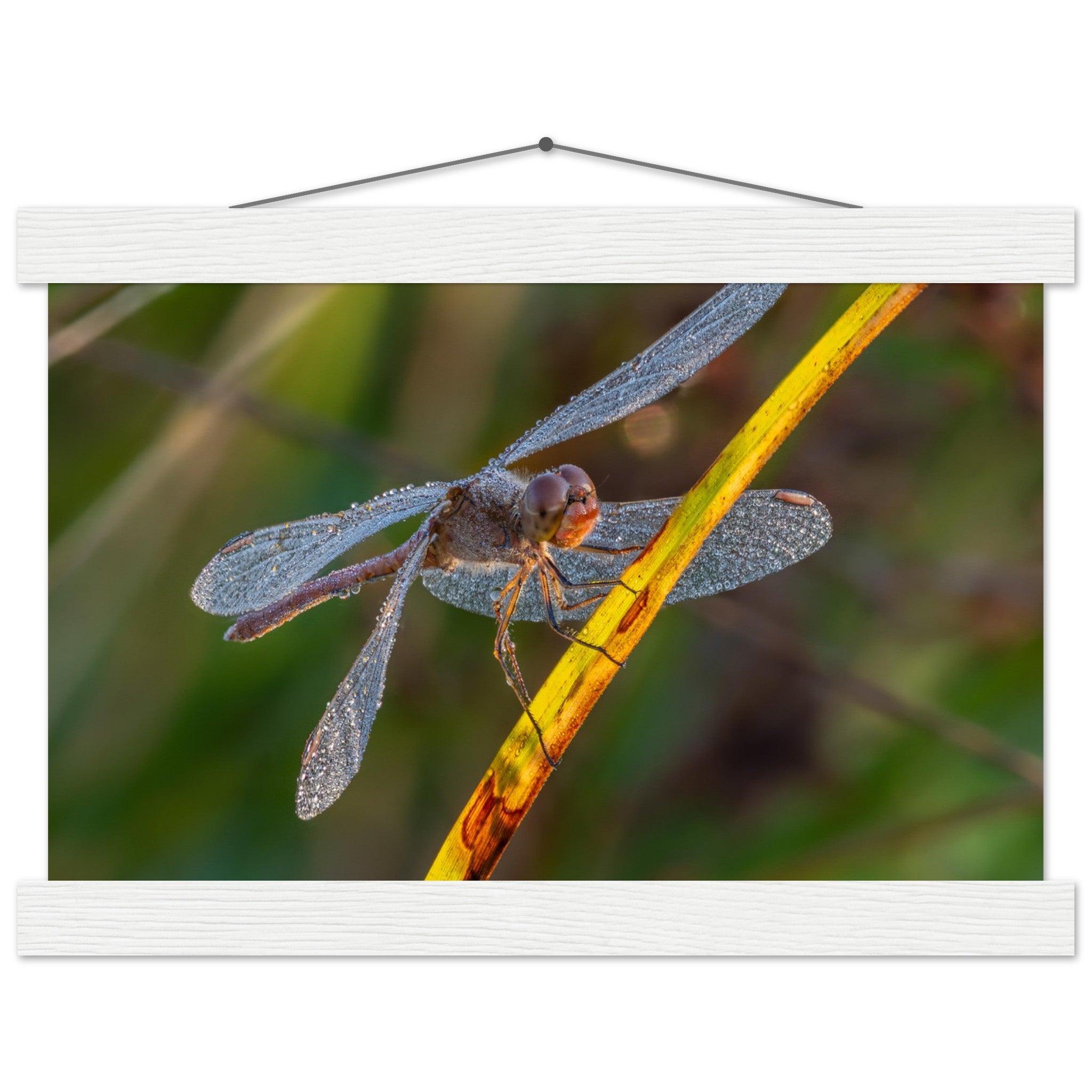 Blutrote Heidelibelle im frühen Morgenlicht - Printree.ch Auge, Blume, erstaunliche natur, Farbe, farbig, Fauna, Fliege, Frühling, grün, im Freien, Insekt, Käfer, Macro, Makro, Nahaufnahme, Natur, Naturschönheit, natürlich, Pflanze, schön, Sommer, Tierwelt, Tilmann Schnyder, Umwelt, wild, Wildtiere