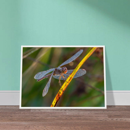 Blutrote Heidelibelle im frühen Morgenlicht - Printree.ch Auge, Blume, erstaunliche natur, Farbe, farbig, Fauna, Fliege, Frühling, grün, im Freien, Insekt, Käfer, Macro, Makro, Nahaufnahme, Natur, Naturschönheit, natürlich, Pflanze, schön, Sommer, Tierwelt, Tilmann Schnyder, Umwelt, wild, Wildtiere