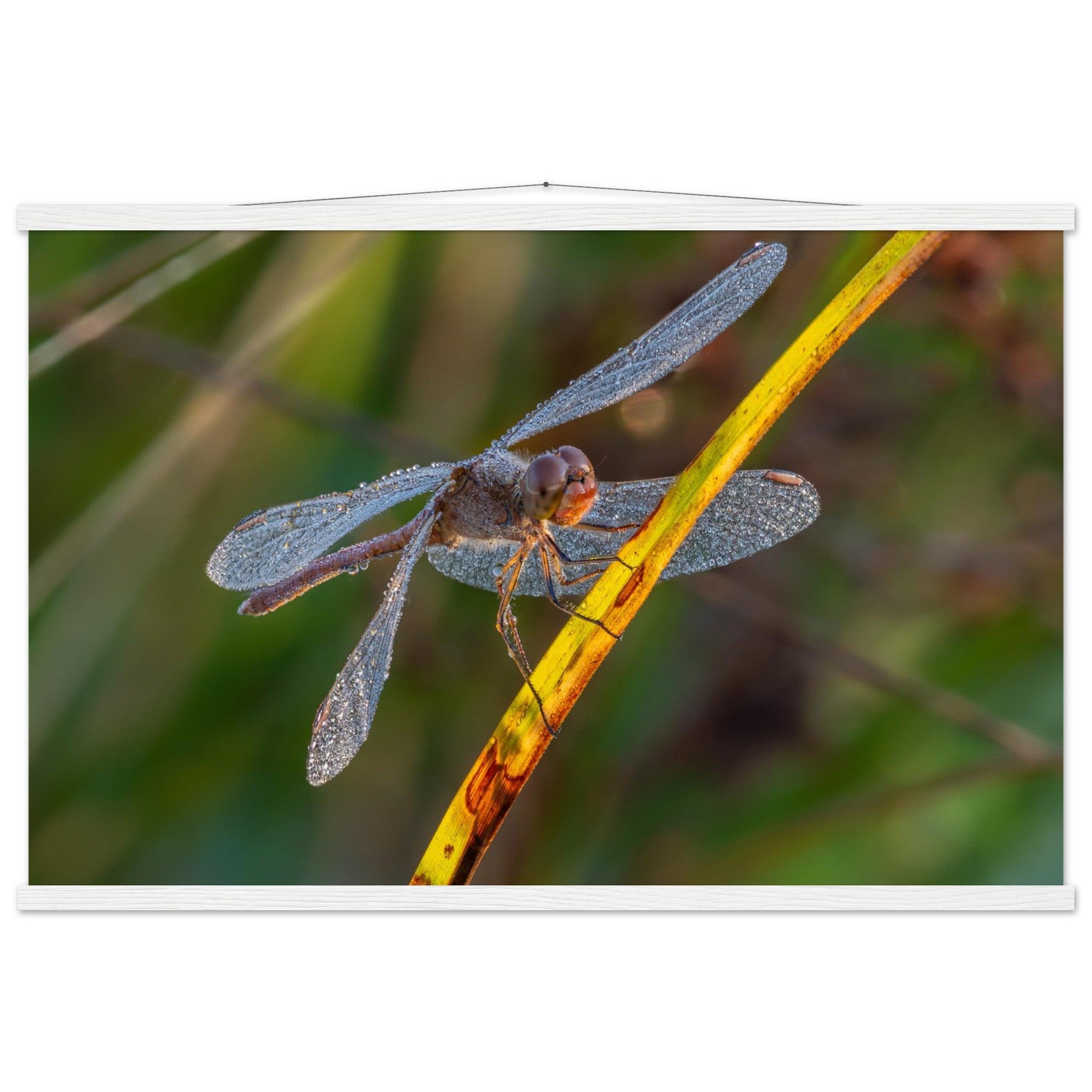 Blutrote Heidelibelle im frühen Morgenlicht - Printree.ch Auge, Blume, erstaunliche natur, Farbe, farbig, Fauna, Fliege, Frühling, grün, im Freien, Insekt, Käfer, Macro, Makro, Nahaufnahme, Natur, Naturschönheit, natürlich, Pflanze, schön, Sommer, Tierwelt, Tilmann Schnyder, Umwelt, wild, Wildtiere