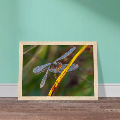 Blutrote Heidelibelle im frühen Morgenlicht - Printree.ch Auge, Blume, erstaunliche natur, Farbe, farbig, Fauna, Fliege, Frühling, grün, im Freien, Insekt, Käfer, Macro, Makro, Nahaufnahme, Natur, Naturschönheit, natürlich, Pflanze, schön, Sommer, Tierwelt, Tilmann Schnyder, Umwelt, wild, Wildtiere