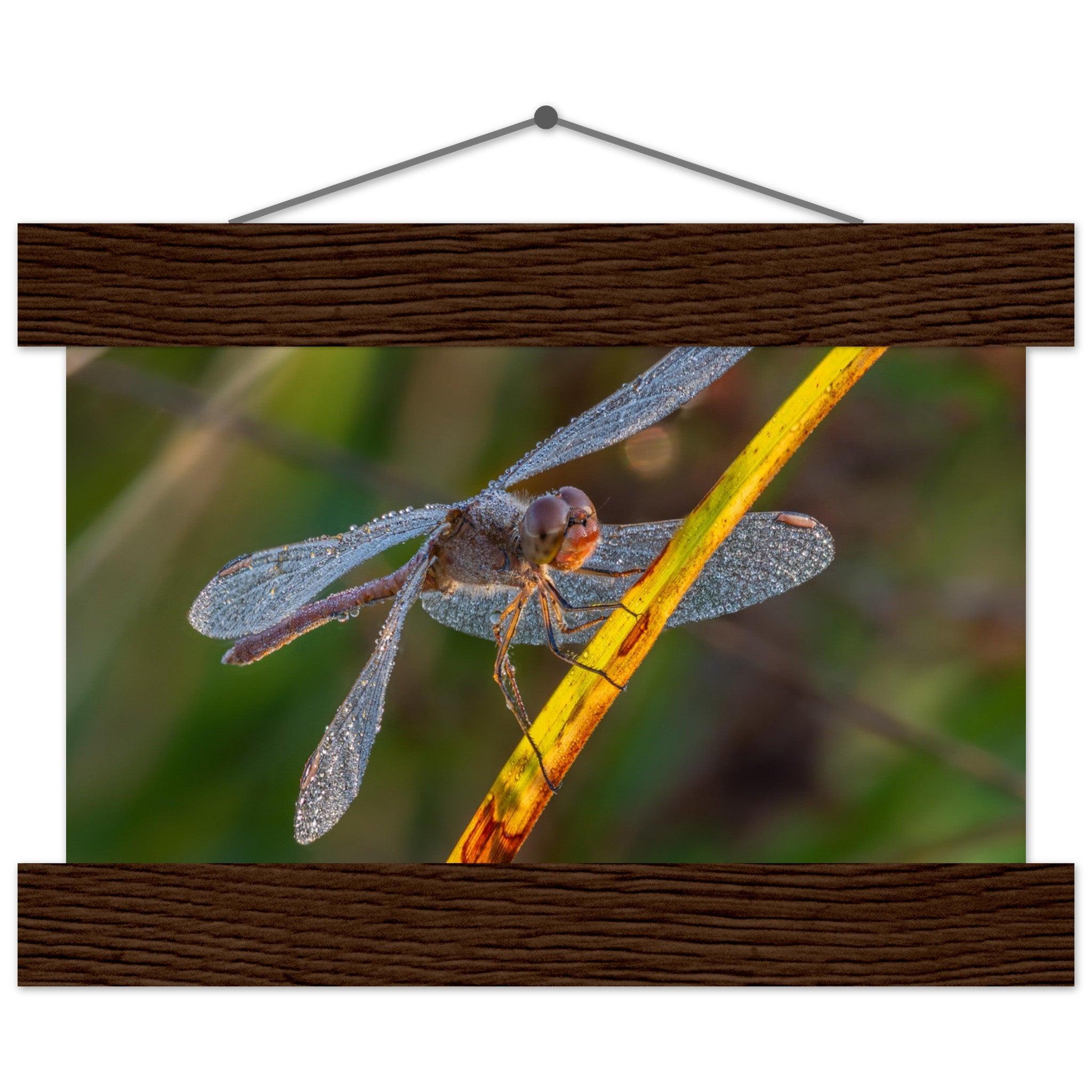 Blutrote Heidelibelle im frühen Morgenlicht - Printree.ch Auge, Blume, erstaunliche natur, Farbe, farbig, Fauna, Fliege, Frühling, grün, im Freien, Insekt, Käfer, Macro, Makro, Nahaufnahme, Natur, Naturschönheit, natürlich, Pflanze, schön, Sommer, Tierwelt, Tilmann Schnyder, Umwelt, wild, Wildtiere