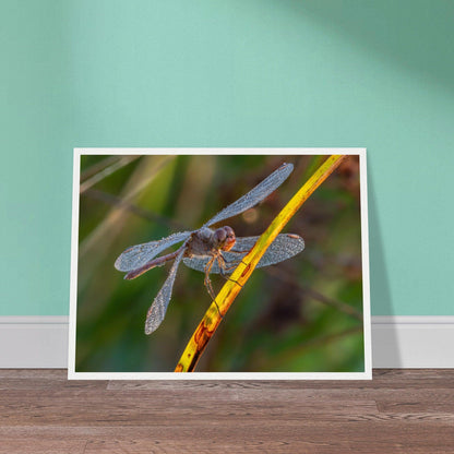 Blutrote Heidelibelle im frühen Morgenlicht - Printree.ch Auge, Blume, erstaunliche natur, Farbe, farbig, Fauna, Fliege, Frühling, grün, im Freien, Insekt, Käfer, Macro, Makro, Nahaufnahme, Natur, Naturschönheit, natürlich, Pflanze, schön, Sommer, Tierwelt, Tilmann Schnyder, Umwelt, wild, Wildtiere