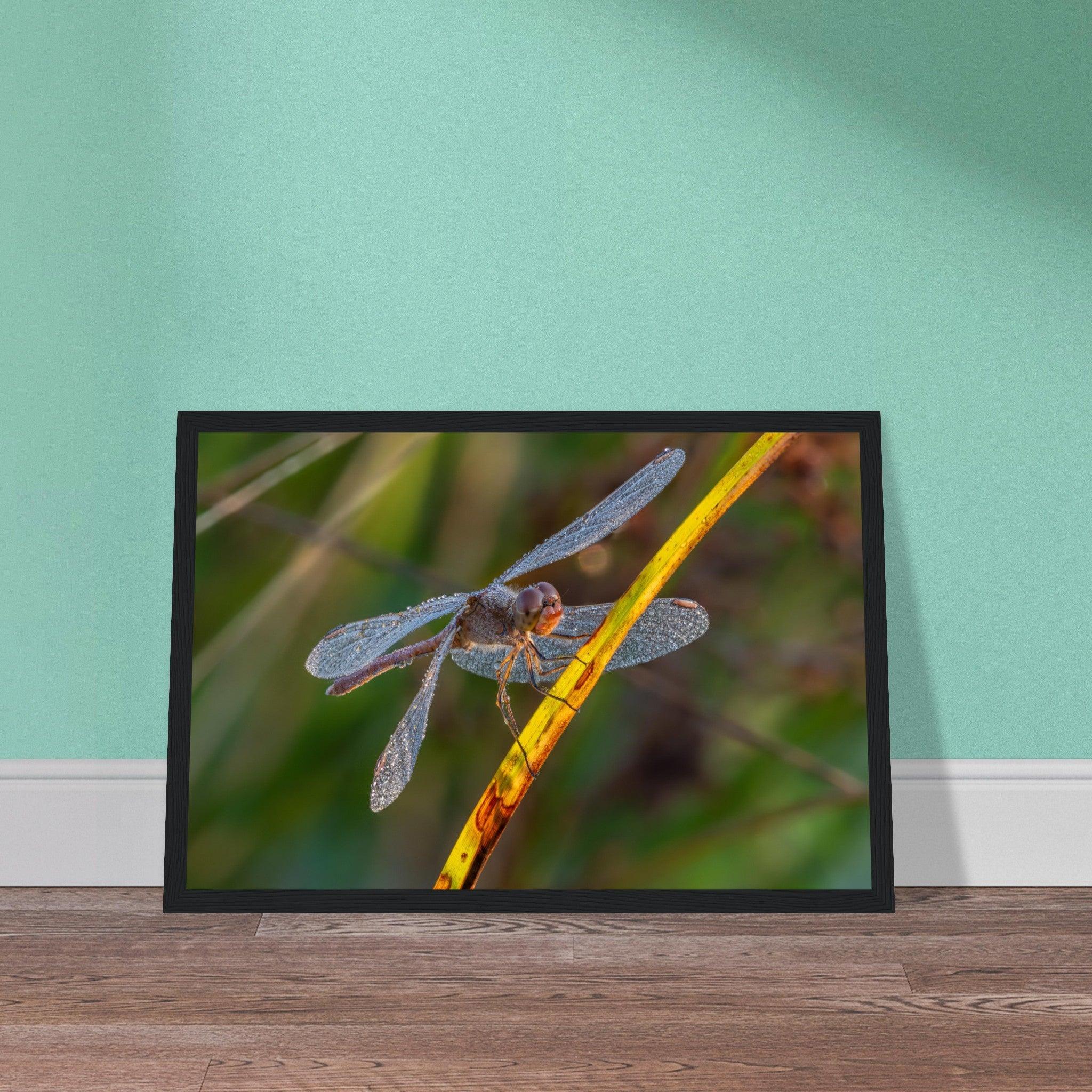 Blutrote Heidelibelle im frühen Morgenlicht - Printree.ch Auge, Blume, erstaunliche natur, Farbe, farbig, Fauna, Fliege, Frühling, grün, im Freien, Insekt, Käfer, Macro, Makro, Nahaufnahme, Natur, Naturschönheit, natürlich, Pflanze, schön, Sommer, Tierwelt, Tilmann Schnyder, Umwelt, wild, Wildtiere