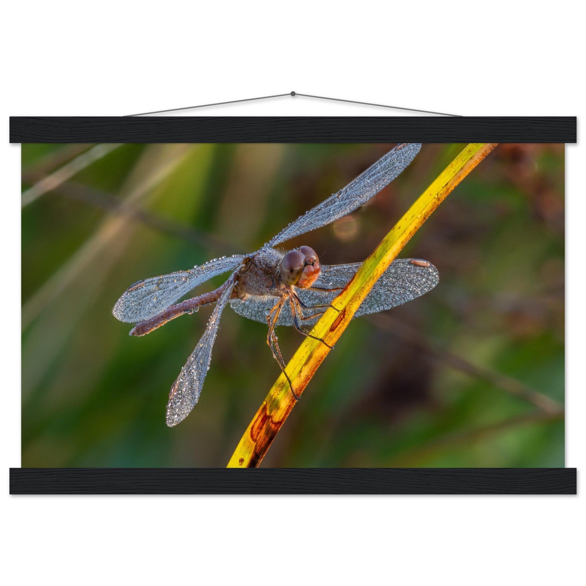 Blutrote Heidelibelle im frühen Morgenlicht - Printree.ch Auge, Blume, erstaunliche natur, Farbe, farbig, Fauna, Fliege, Frühling, grün, im Freien, Insekt, Käfer, Macro, Makro, Nahaufnahme, Natur, Naturschönheit, natürlich, Pflanze, schön, Sommer, Tierwelt, Tilmann Schnyder, Umwelt, wild, Wildtiere